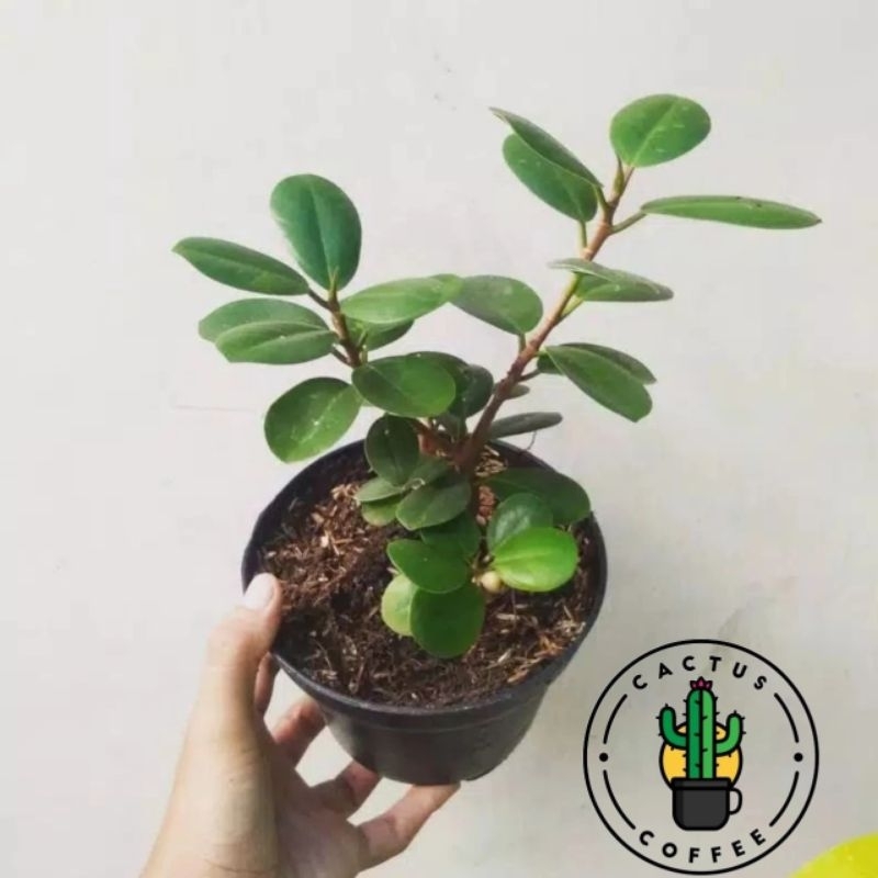PROMO Tanaman Hias Beringin Korea Bahan Bonsai / Tanaman Hidup Bringin Korea Bonsai Beringin Koreya 