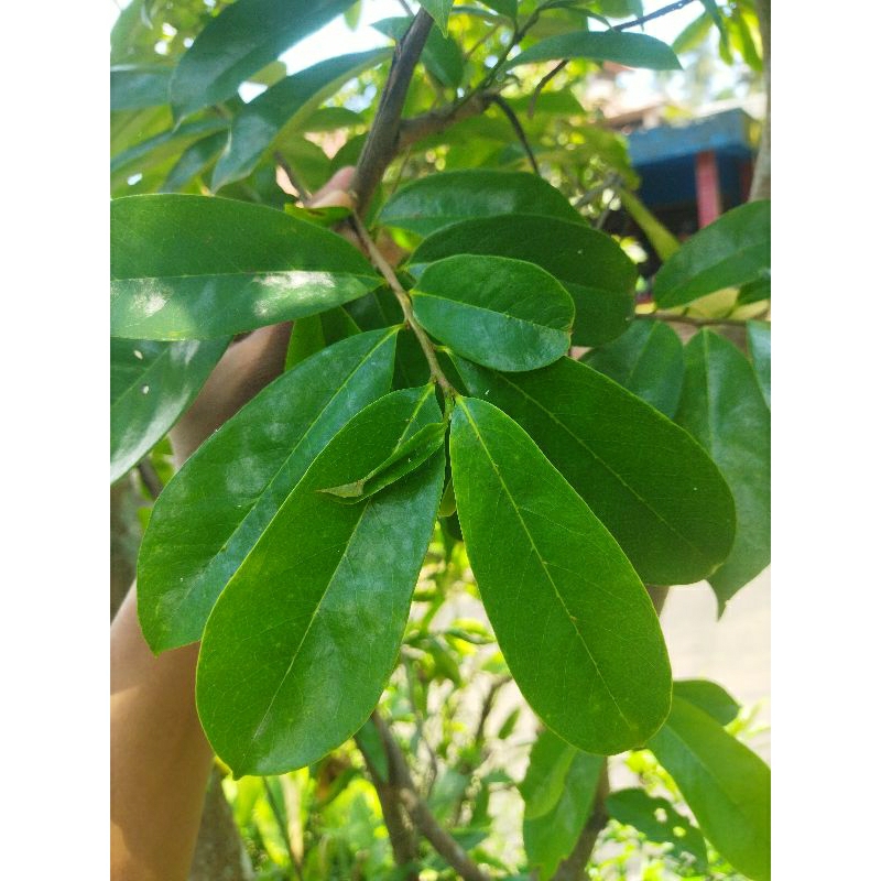 

DAUN SIRSAK, Fresh 100% Organik, Dipetik langsung dari kebun saat order masuk