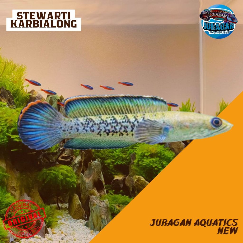 Stewarti Ombyok Full Dot - Stewarti Karbialong Full Dot - Channa Stewarti Full Dot Barca Kw