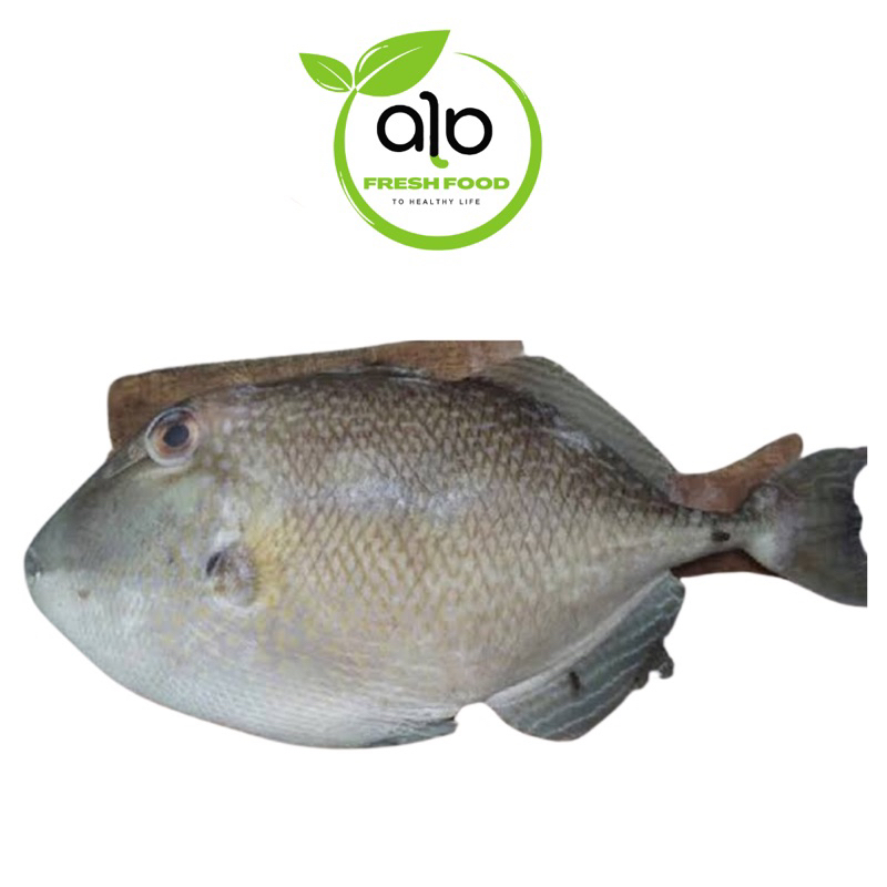 

Ikan Entong / Ikan Jebong / Ikan Ayam / Ikan Kambing Fresh 1.0kg - ALO Fresh Food