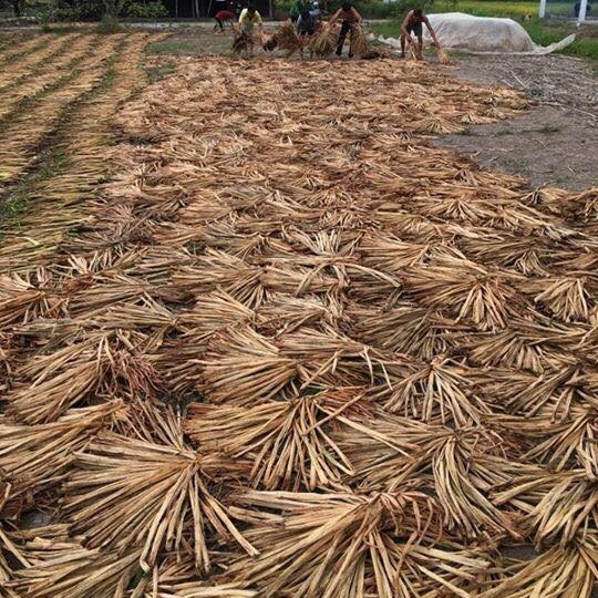 batang eceng gondok bahan placemate/enceng gondok kering