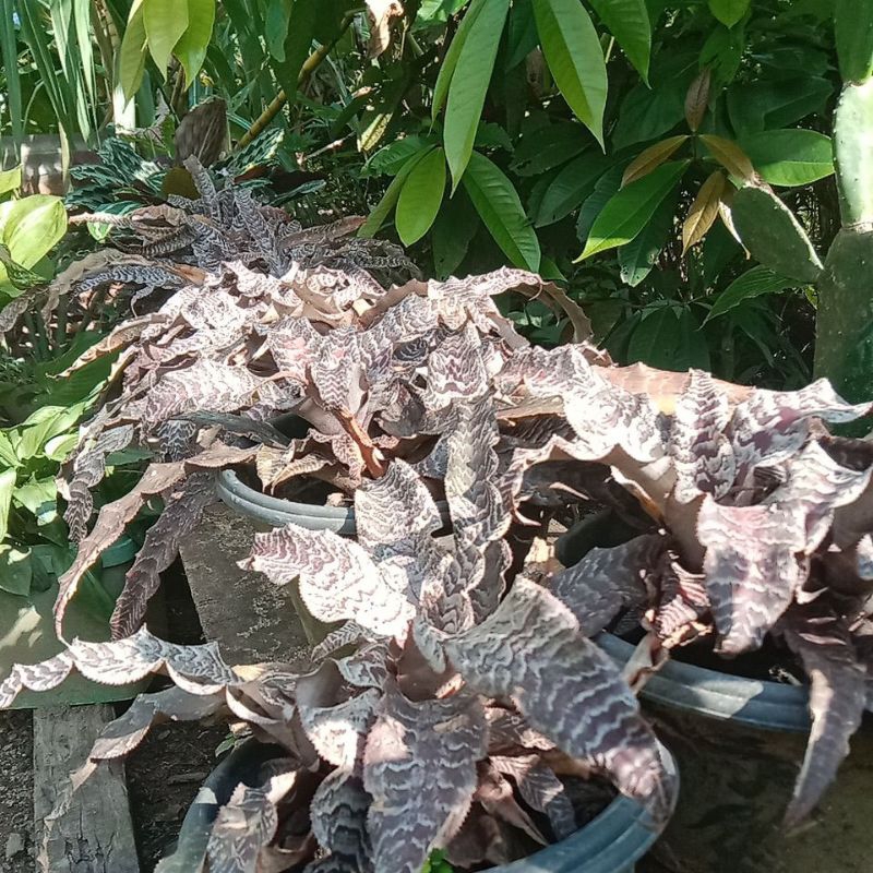 Cryptanthus zonatus
