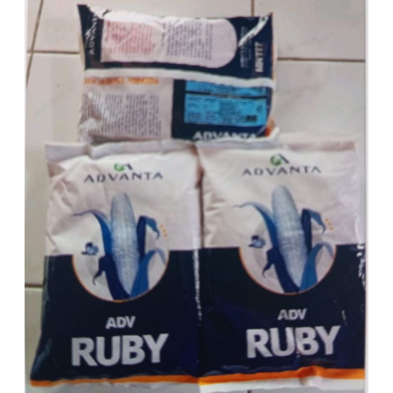 bibit jagung ADV RUBY