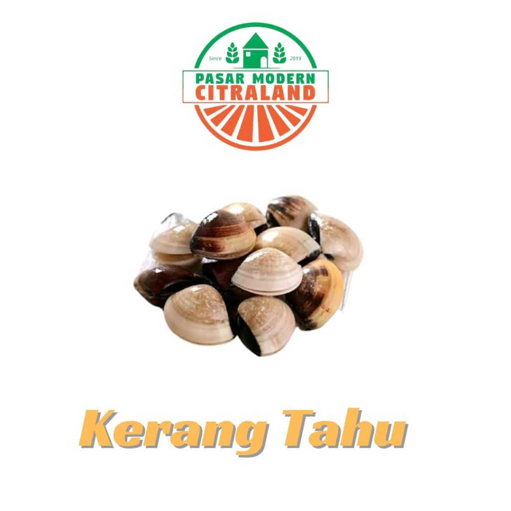 

Kerang Tahu Per Kg / Seafood