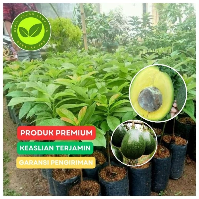 bibit alpukat KENDIL asli tanaman okulasi buah lebat