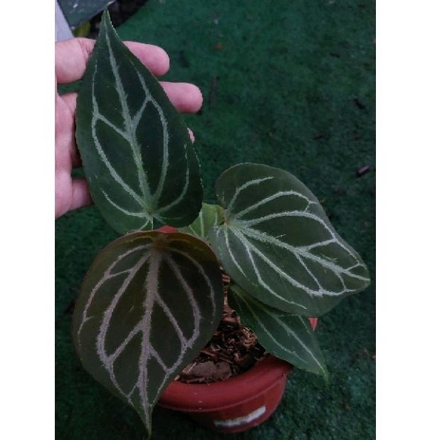 anthurium HU mutasi