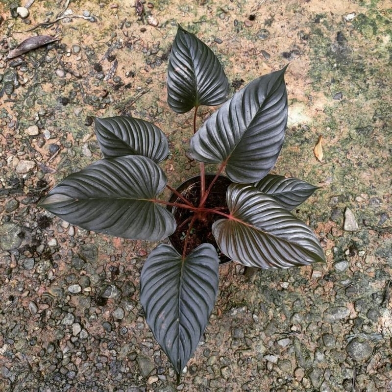 Homalomena black cardinal sp.kapuas hulu