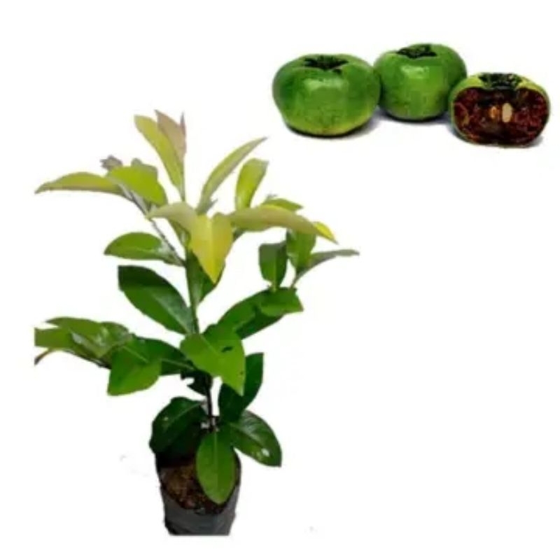 Bibit Tanaman Buah Black Sapote Jumbo Cepat Berbuah