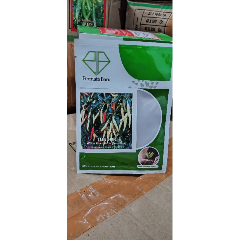 

cabe rawit putih merunduk ( TUNDUK)