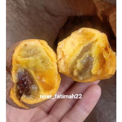 

Buah Kepel Segar Matang Pohon Petikan Baru