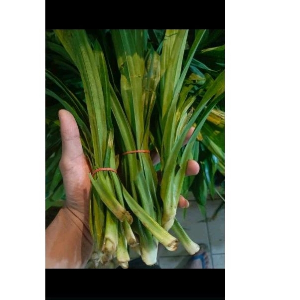 

Daun pandan 2iket persh pk sr