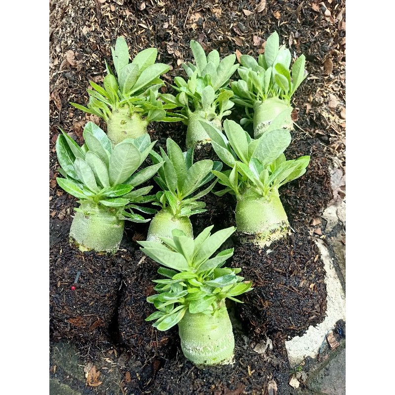 Bibit Adenium Arabikum Hibrid Godji