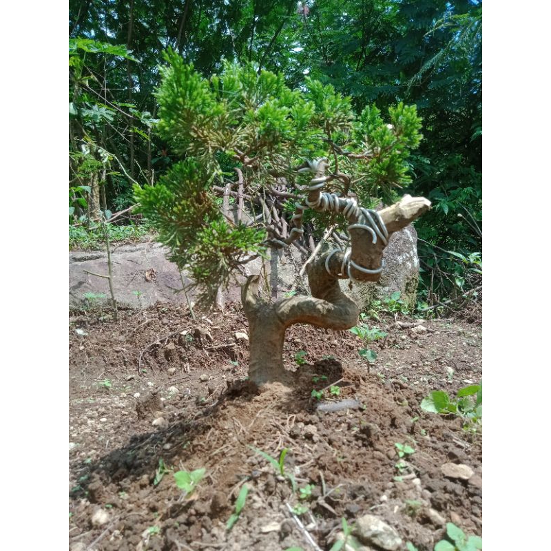 bonsai cemara sinensis