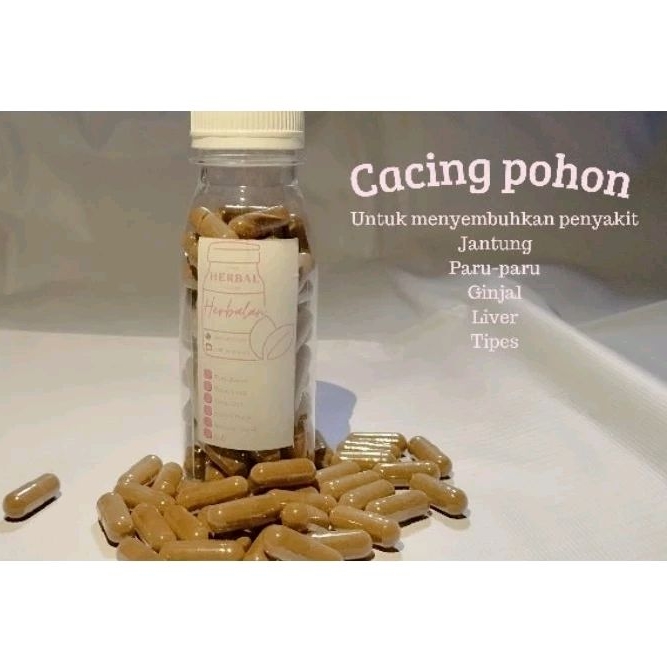 

100% BAHAN ALAMI CACING POHON Isi 50kapsul FREE KONSUKTASI