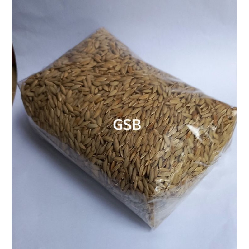padi ketan beras hitam original bibit padi ketan hitam pilihan untuk tanam