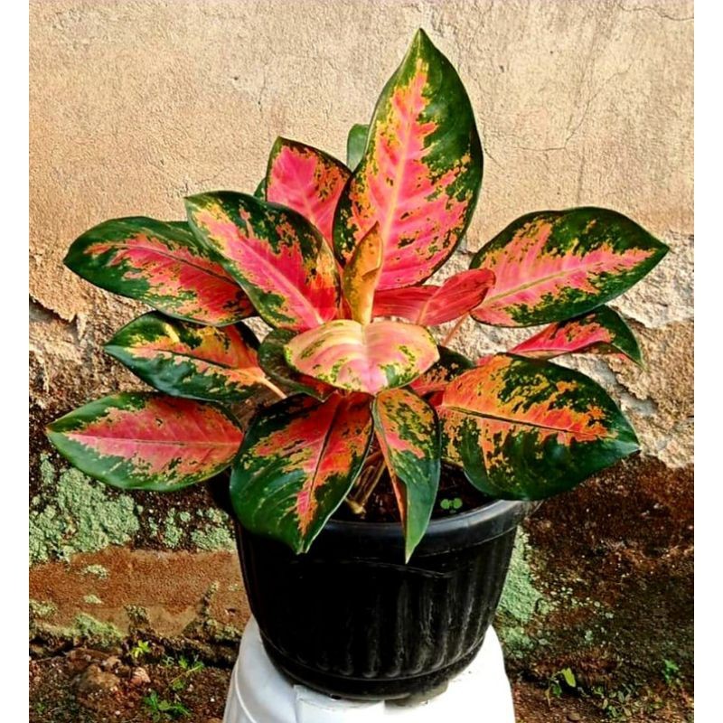 tanaman hias aglonema kochin rimbun