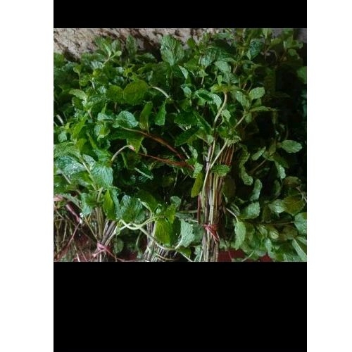 

Daun mint 1iket