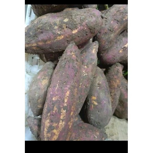 

Ubi merah 1 kg PROMO