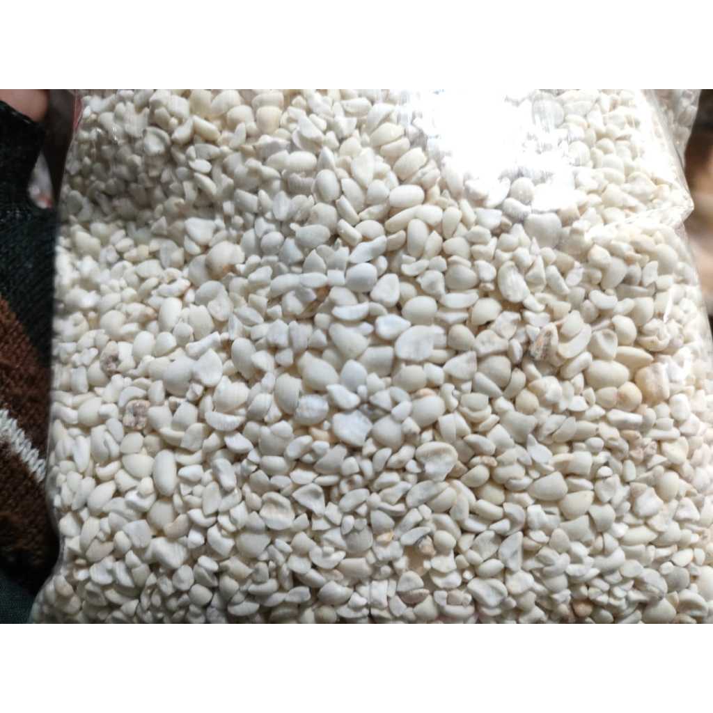 

JALI ACEH SUPER | BARLEY | IBI