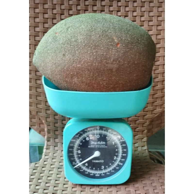 

buah mamey sapote magana