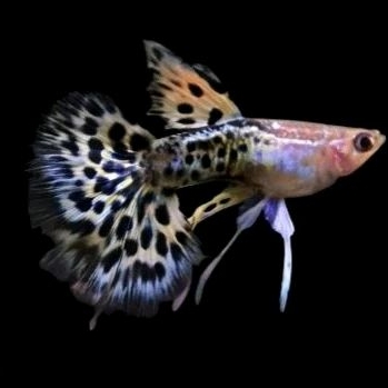 Guppy Plantinum leopard ribbon