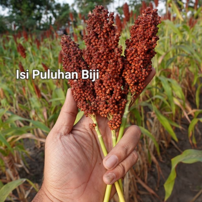 Benih Sorgum Merah Eceran Mewalik