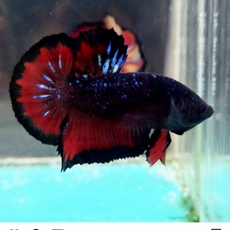 hiasan cupang pk Avatar (Gordon, vampir,cooper