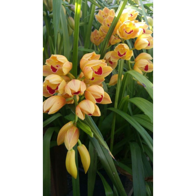 Anggrek Cymbidium Chen Ruby