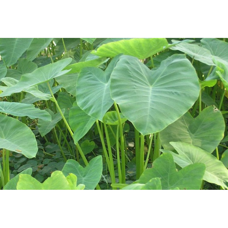 

DAUN TALAS SEGAR 500 gram