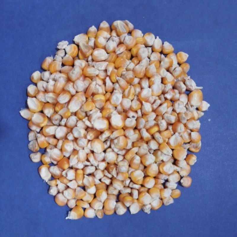 

Jagung Pipil Untuk Ayam dan Burung Kemasan 1 Kg