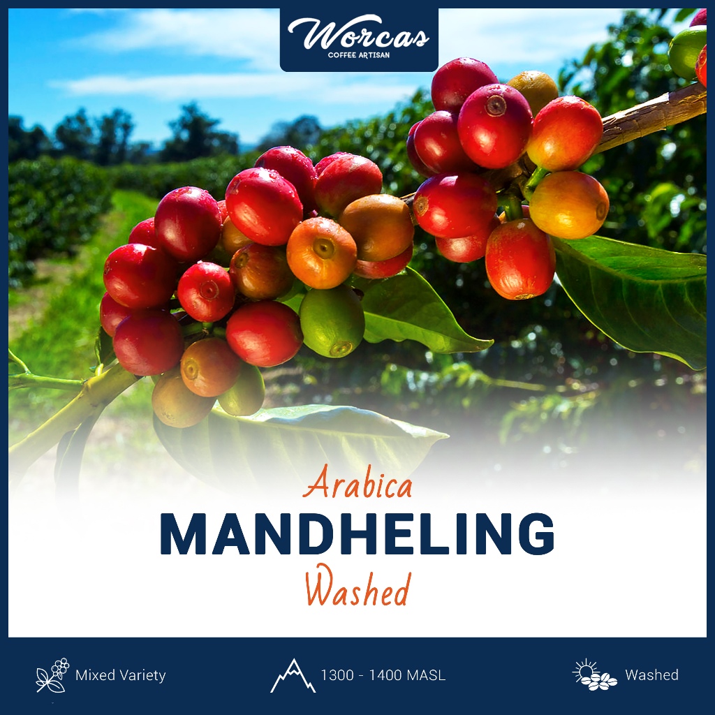 

Green Bean Arabica Sumatera Mandheling 1 Kg | Biji Kopi Mentah