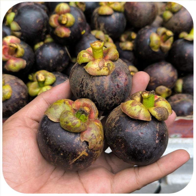 

BUAH MANGGIS PADANG [ 500GR ] MANIS FRESH