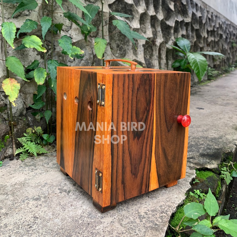 BOX BAWA BURUNG FALK SUNCONURE JALAK KEKEP KAYU SONOKELING