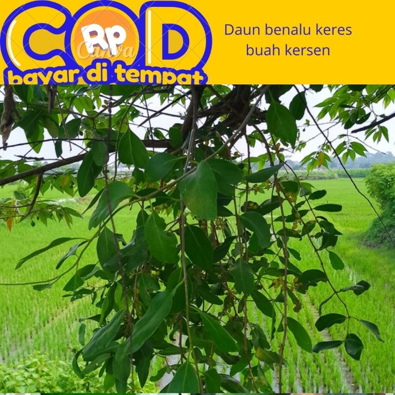 

benalu pohon kersen /keres segar dipetik saat di pesan 1kg