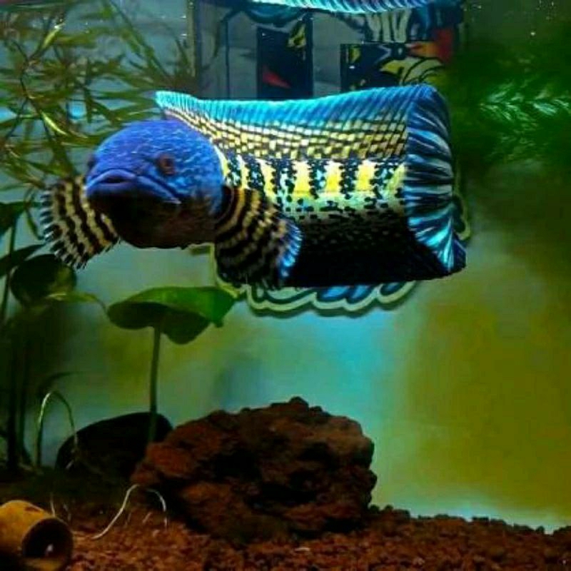 

CHANA AURANTI kurleb 7-9cm GRADE A