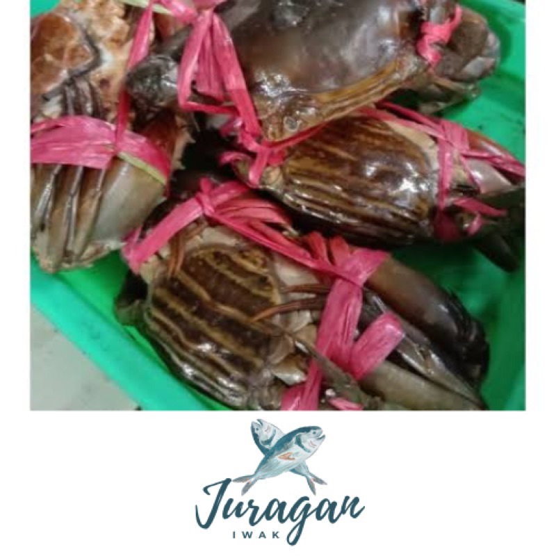 

Kepiting (1 kg dan 500 gr)