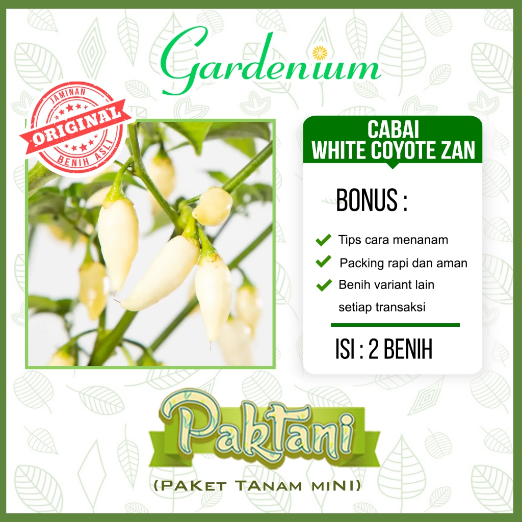 2 Benih Cabai White Coyote Zan Tanaman Cabe Hias Ornamental Paktani