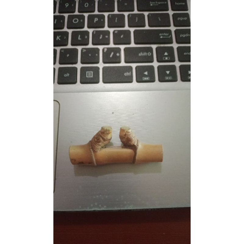 Bambu sampuk Buku (benda langka)