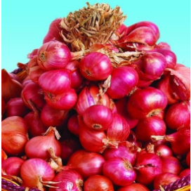 

BENIH BIJI BIBIT BAWANG MERAH TUK TUK SUPER