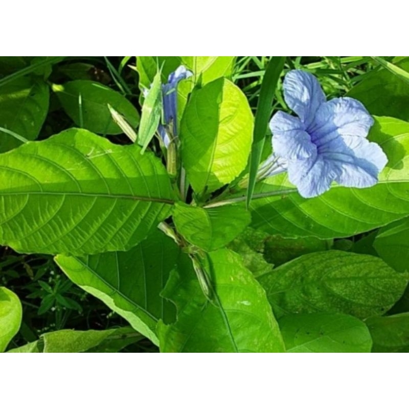 

daun pletekan herbal alami isi 200 gr reddy pres dan kering