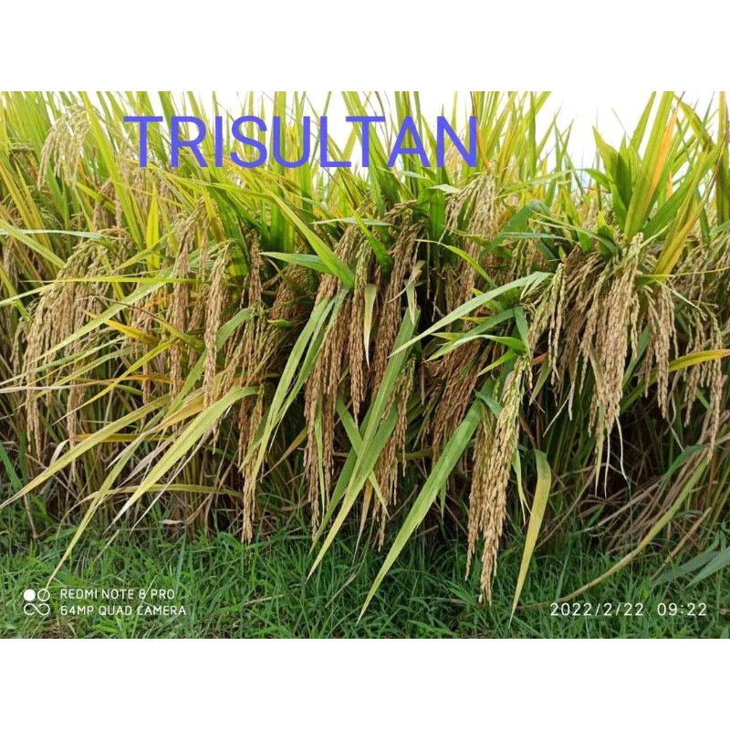 BENIH PADI TRI SULTAN, BENIH SUPER 1KG