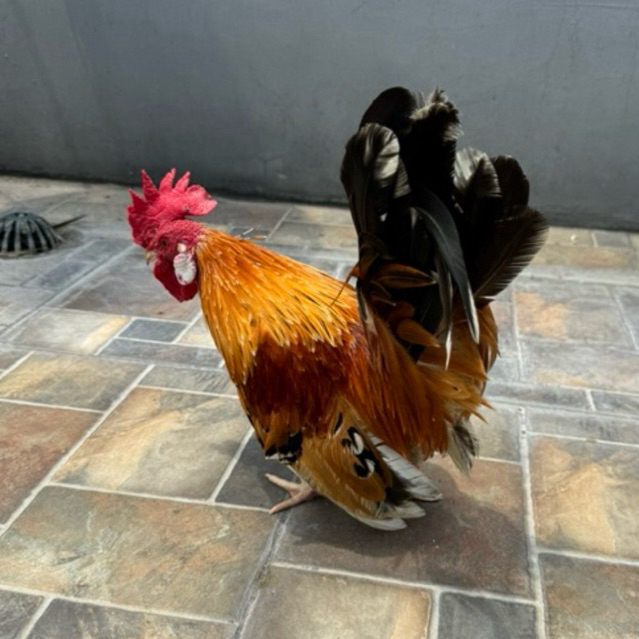 Ayam Kate Jantan Hidup