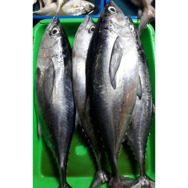 

ikan tongkol segar 500gr KIRIM INSTAN