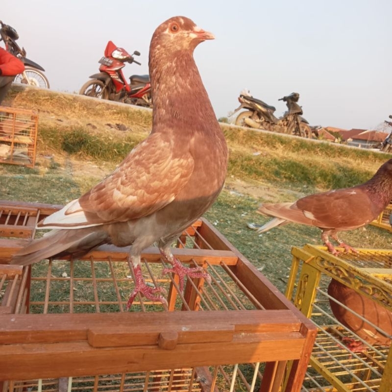 Bahan Merpati trah Kolong garansi jedor