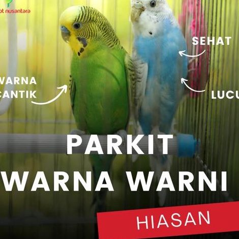 Bonus burung parrot parkit ombyokan warna warni jantan betina hiasan aviary