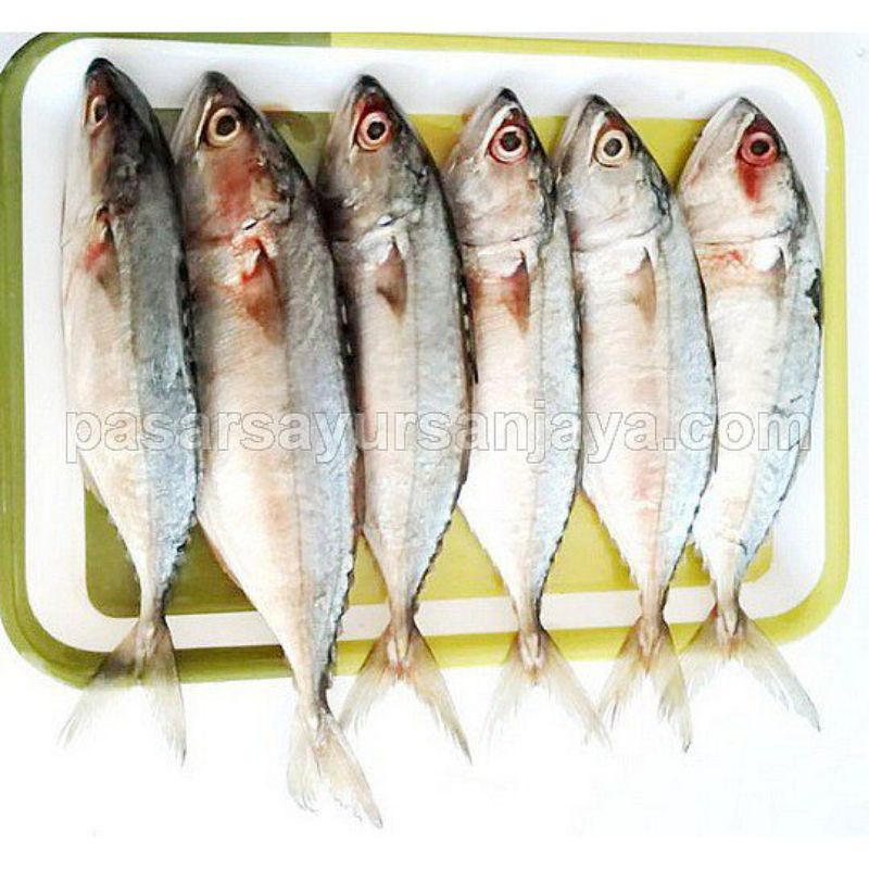 

Ikan Kembung Fresh Ikan Kembung Segar Sudah Bersih Free Box