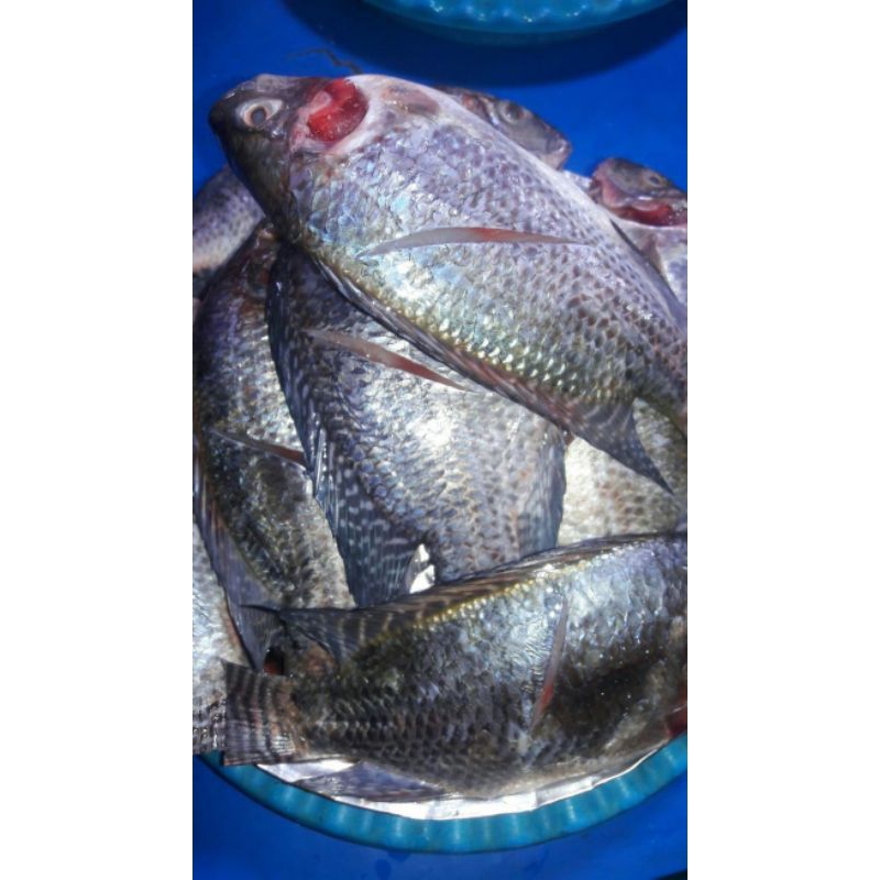 

Ikan Ikan Nila segar Ikan Nila Fresh Sudah Bersih Tinggal Masak Fresh