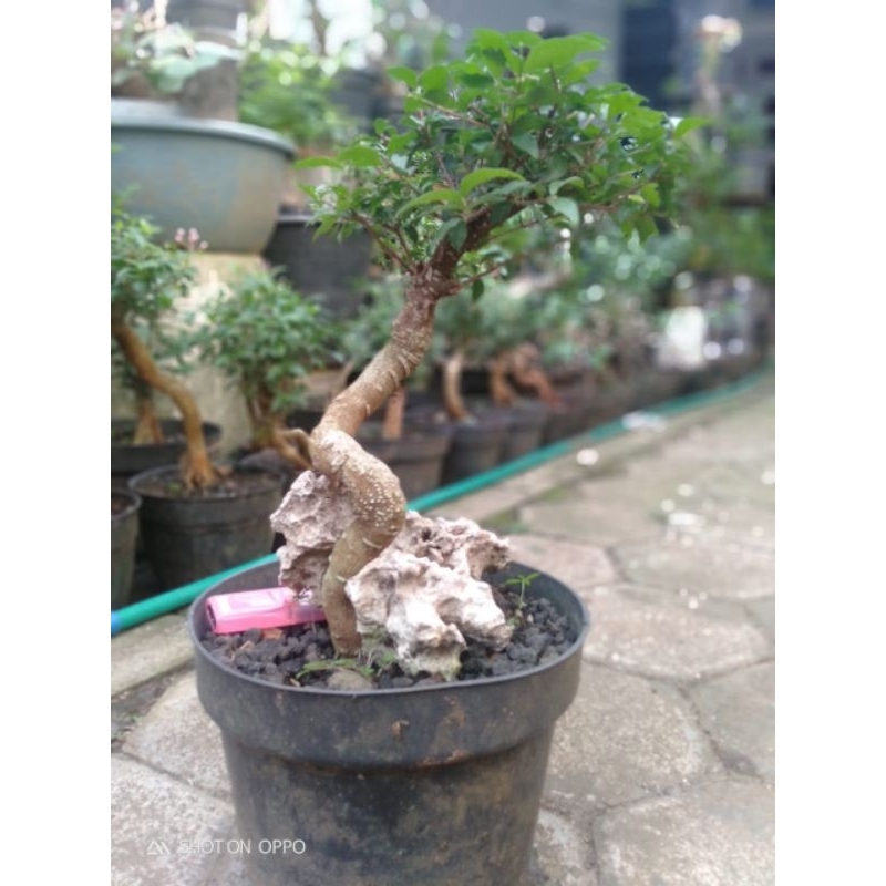 Bonsai mame sakura mikro On the rock di atas batu