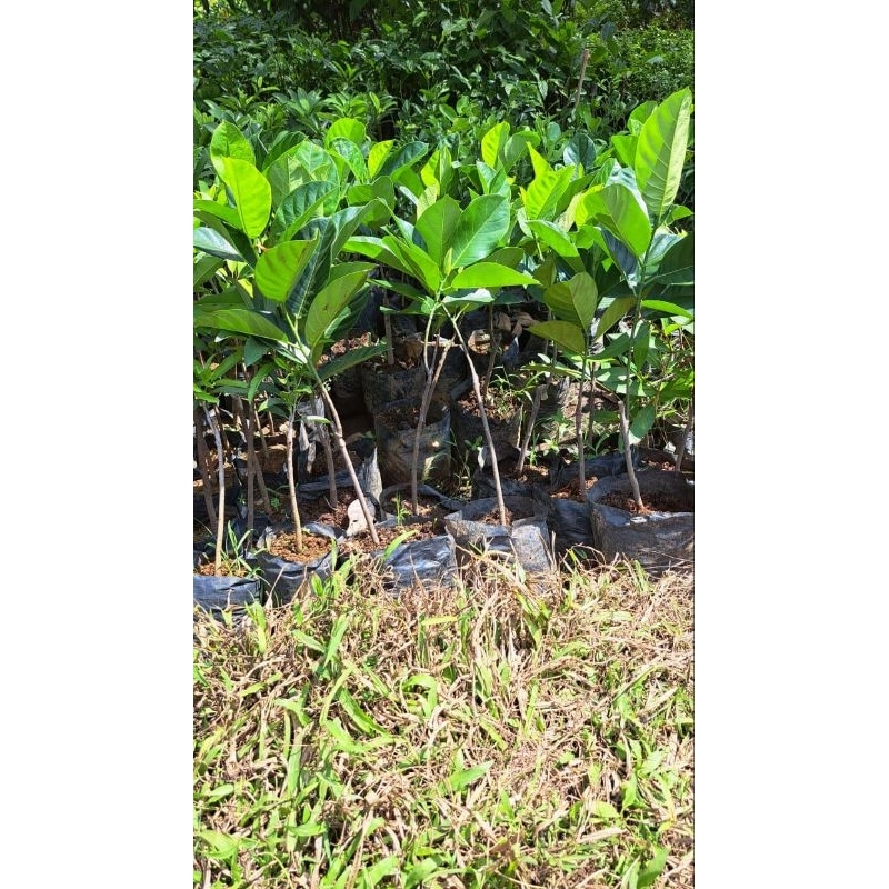 

nangka mini orange