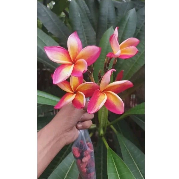 Plumeria Rubra | Bibit Stek Kamboja bunga langka